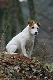 PARSON RUSSEL TERRIER 264